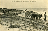 Saint-Nazaire. - La récolte du Goémon (N°378)