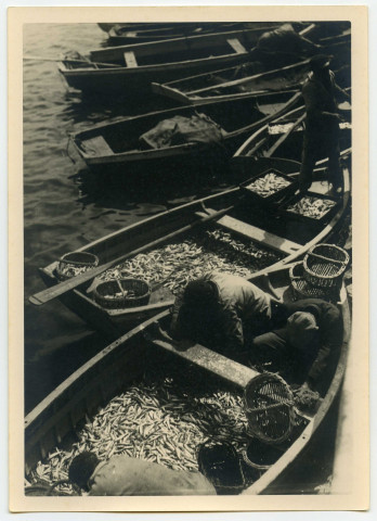 Barques de pêche à la sardine / cliché A. Bernard (?)